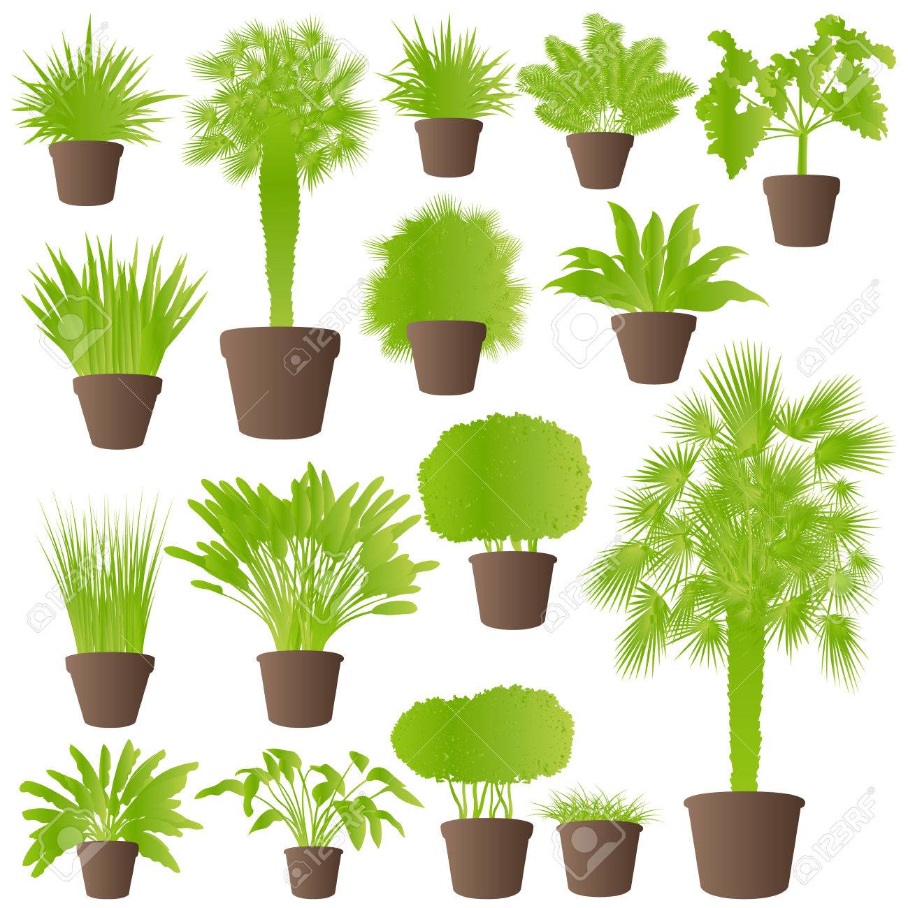 Exotische Dschungel Büschen Gras, Schilf, Palmen Wildpflanzen ... Exotische Dschungel Büschen Gras, Schilf, Palmen Wildpflanzen ...