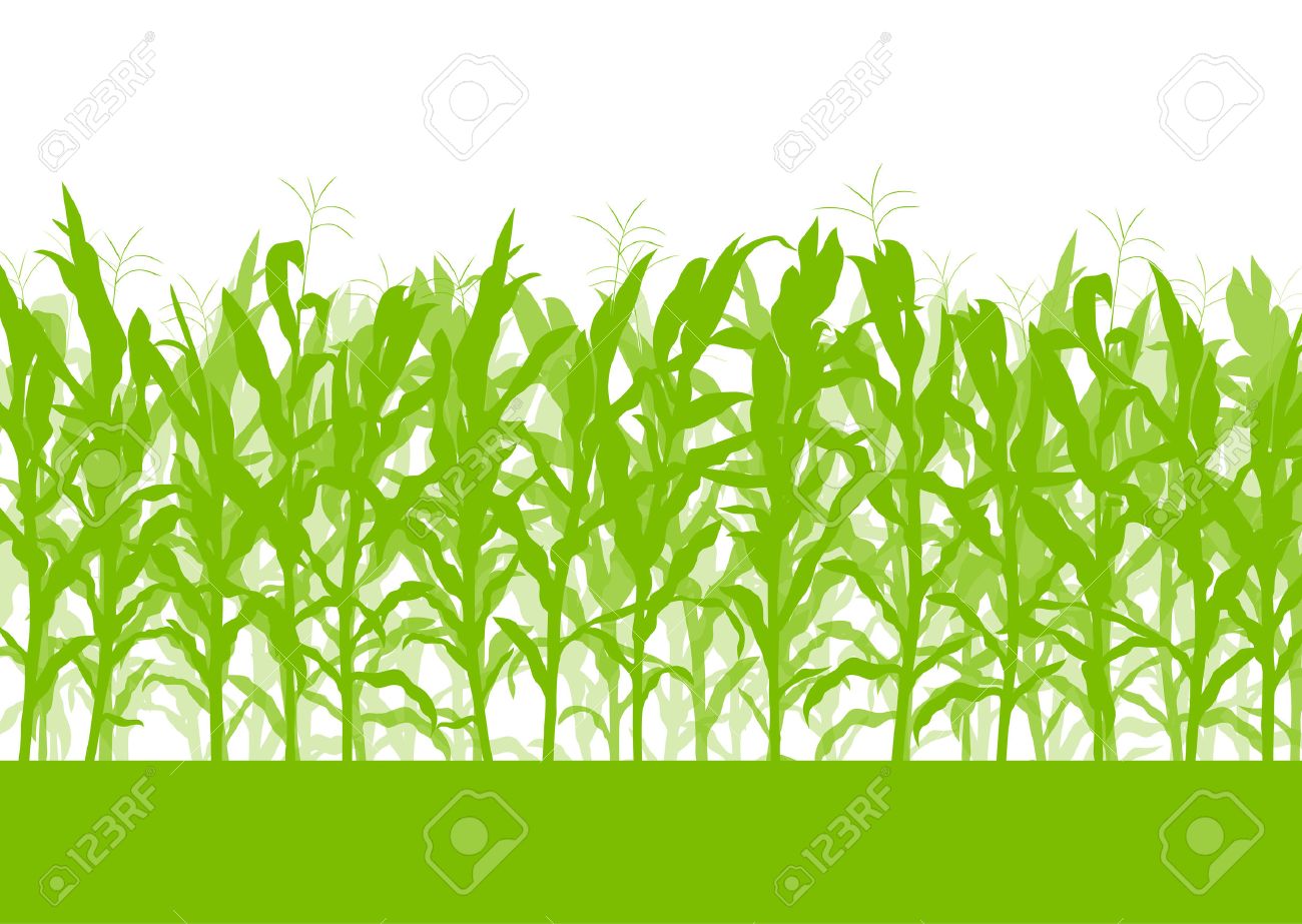 Corn field vector background ecology green concept for poster - 37765230 Corn field vector background ecology green concept for poster - 37765230