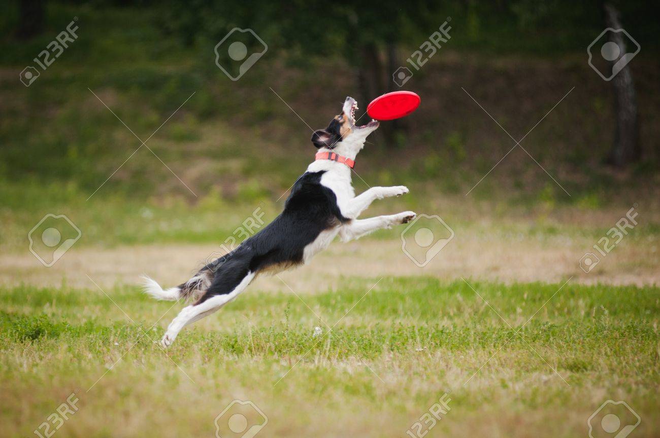 ボーダー コリー犬のジャンプでディスクをキャッチ の写真素材 画像素材 Image