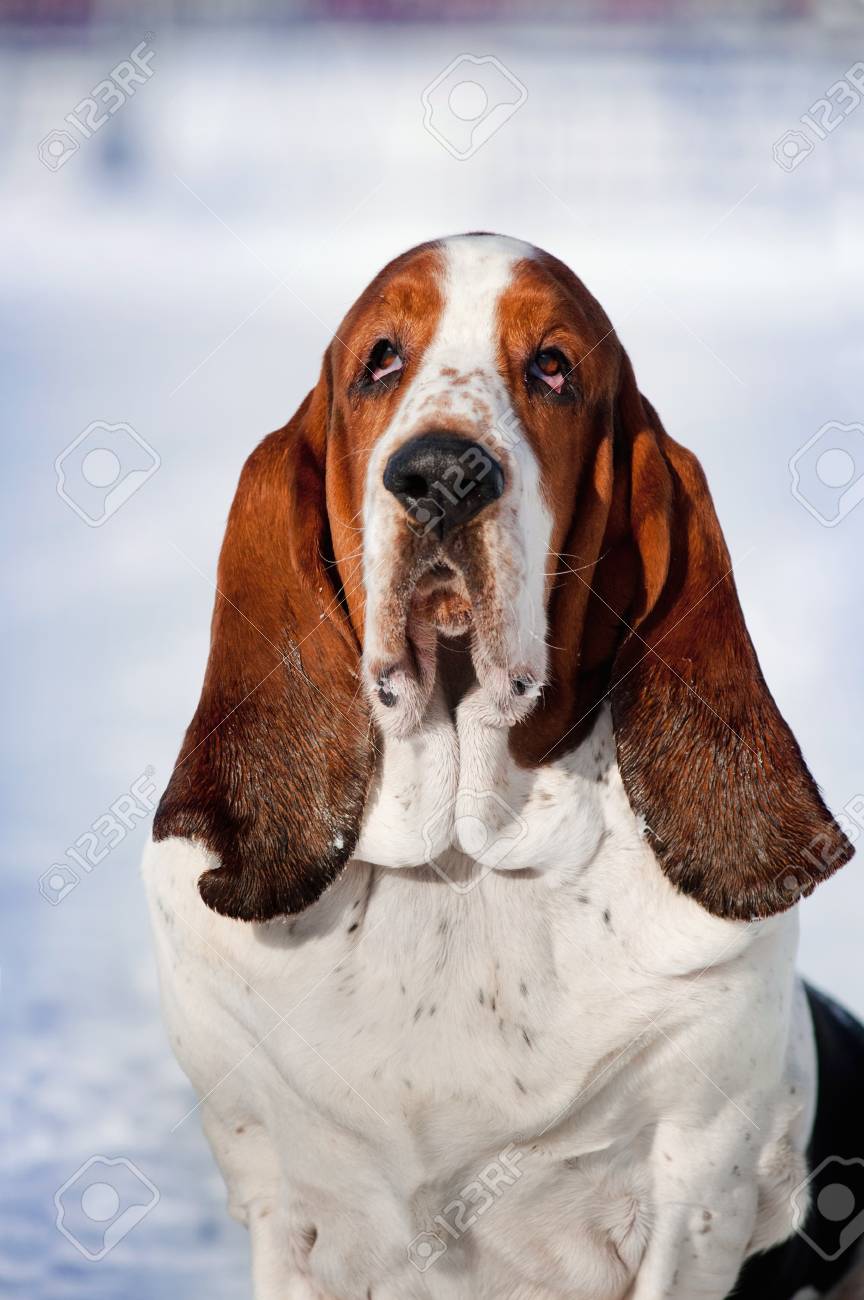 cute basset hound pictures