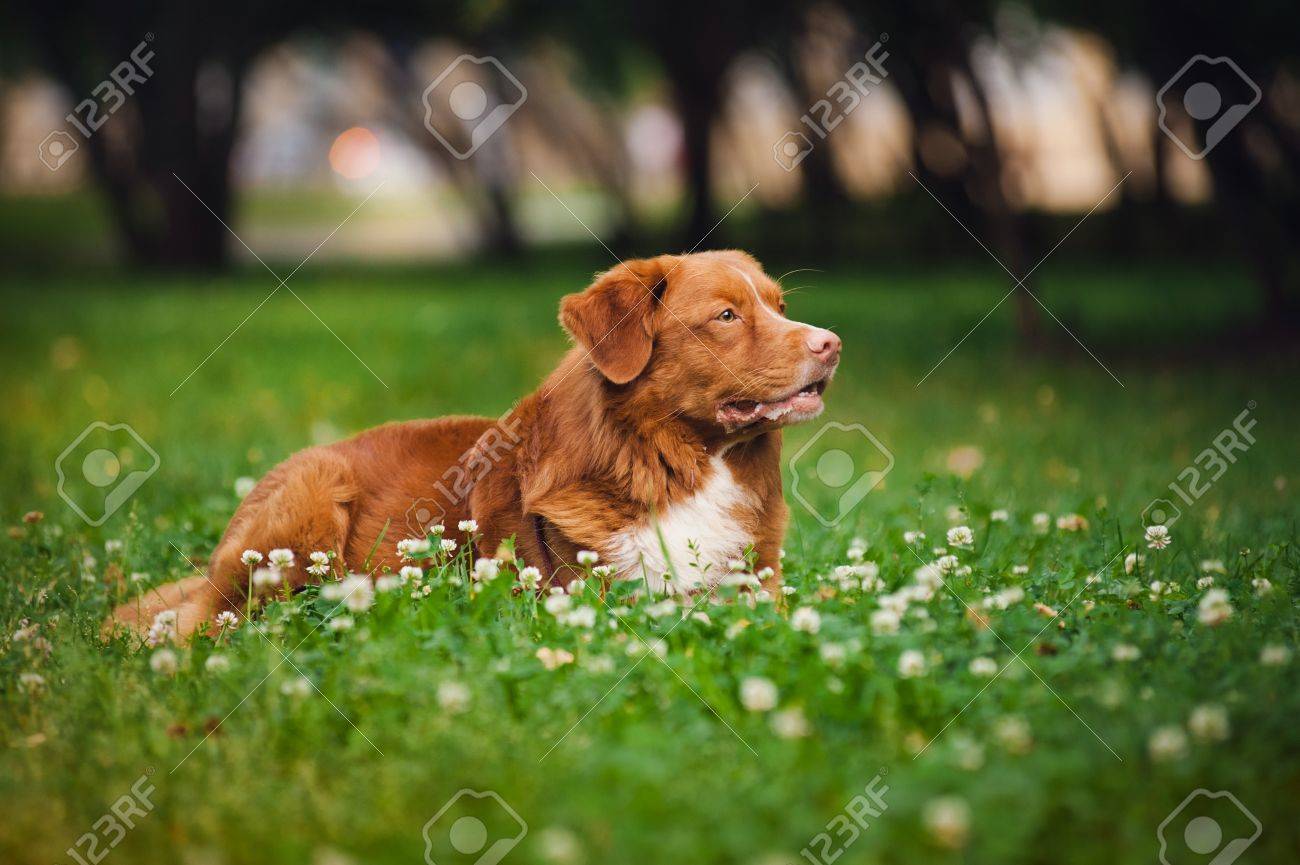 色でかわいいゴールデンレトリーバー トラー犬がかかっています の写真素材 画像素材 Image 色でかわいいゴールデンレトリーバー トラー犬がかかっています の写真素材 画像素材 Image