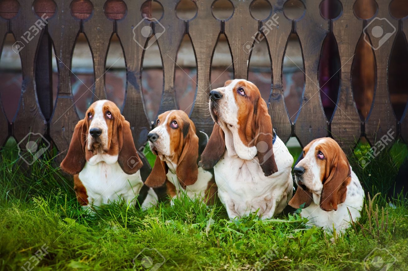 What dog group is the basset hound