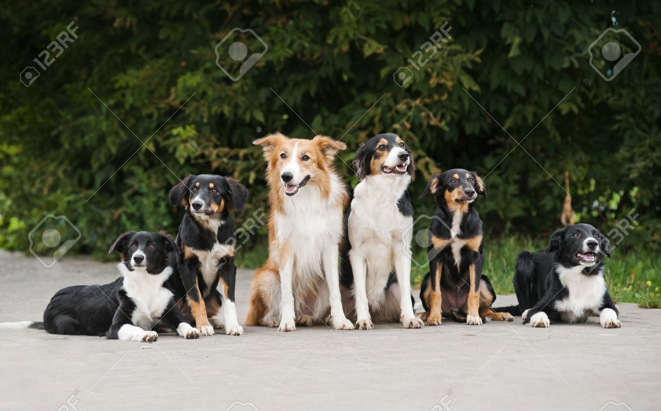 how long is a week in cat years