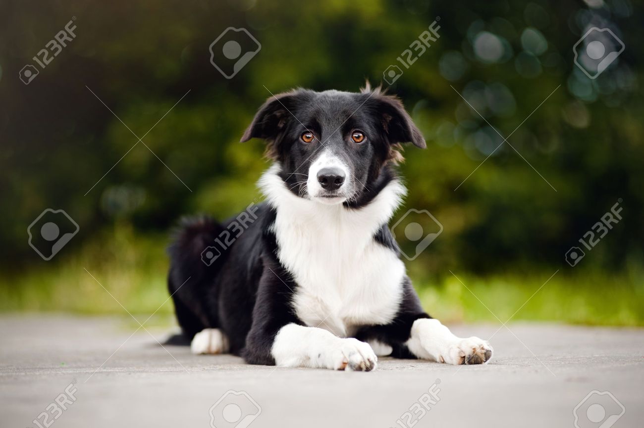 Black And White Border Collie Puppy Looking At Camera, 5 Months, In Summer  Stock Photo, Picture and Royalty Free Image. Image 18566412., image size:1300x865