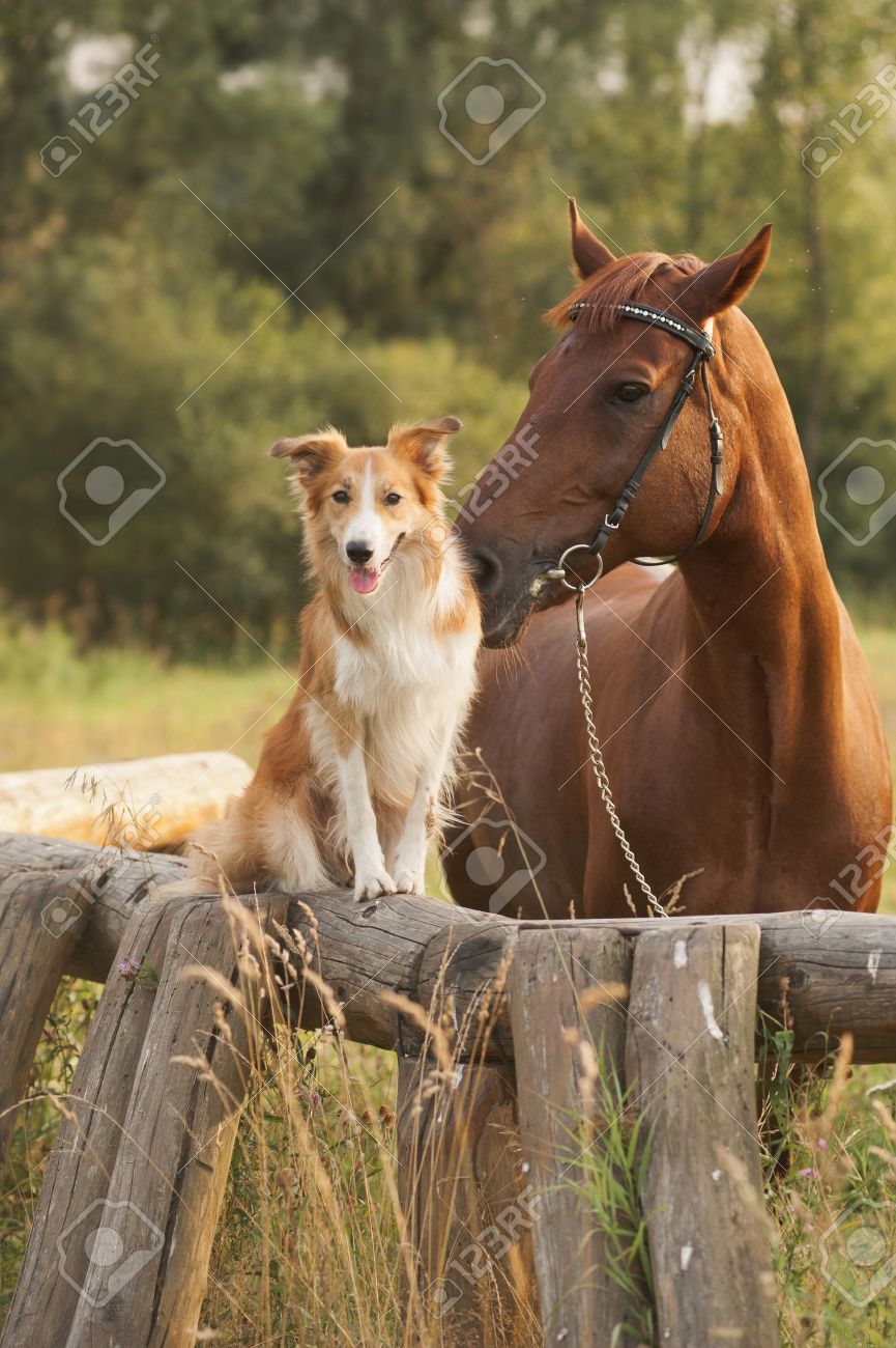 犬と馬