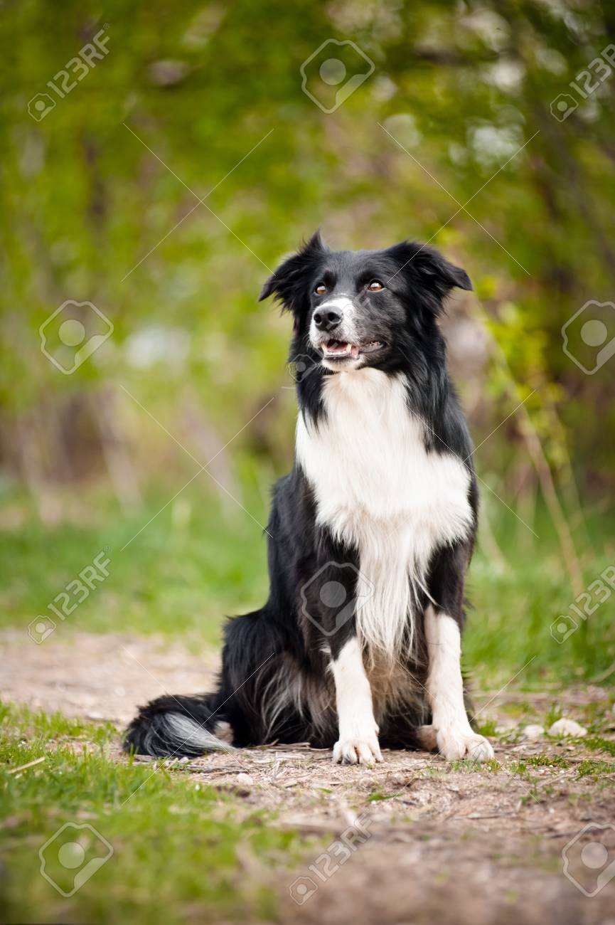 Young Black And White Border Collie Dog Portrait In Summer