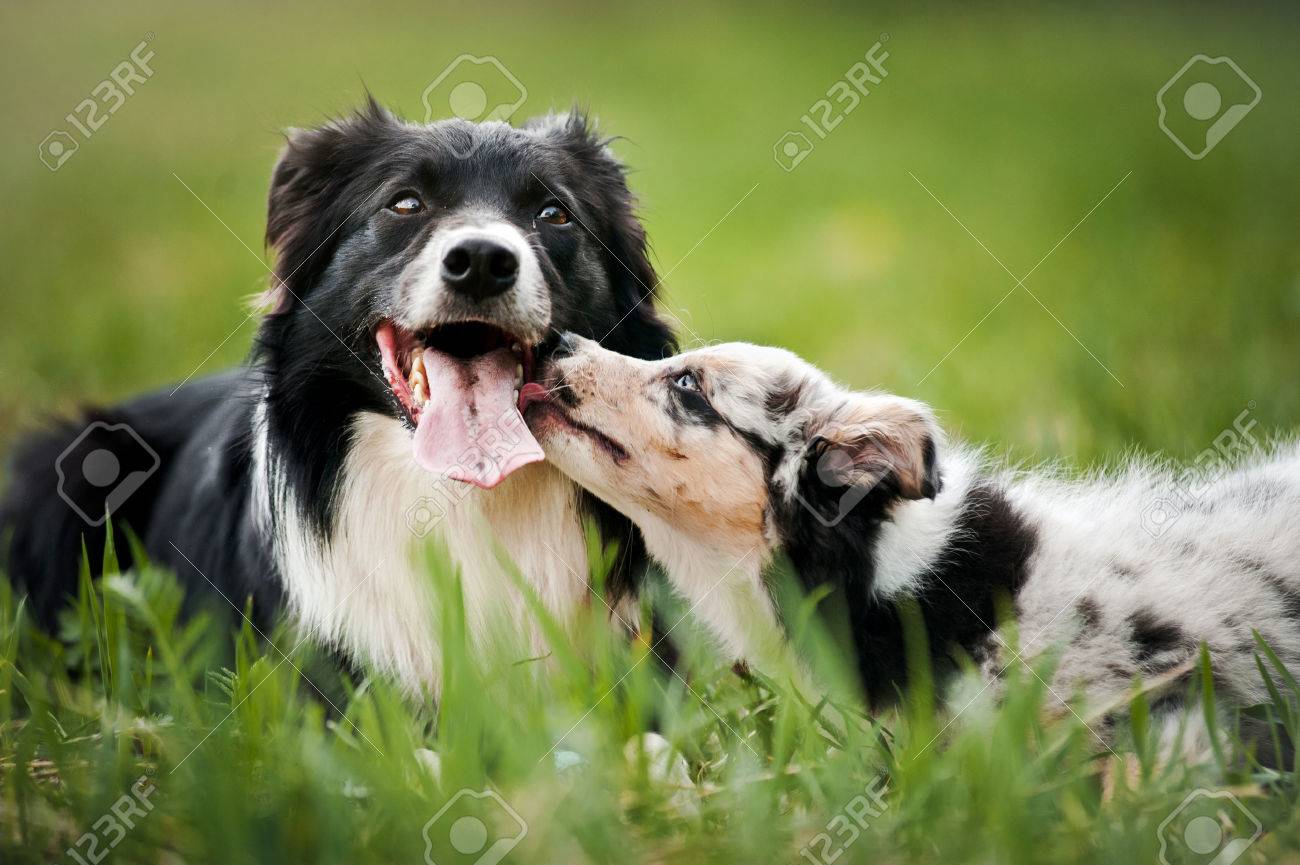 古い犬のボーダーコリーと夏に遊んでいる子犬 の写真素材 画像素材 Image