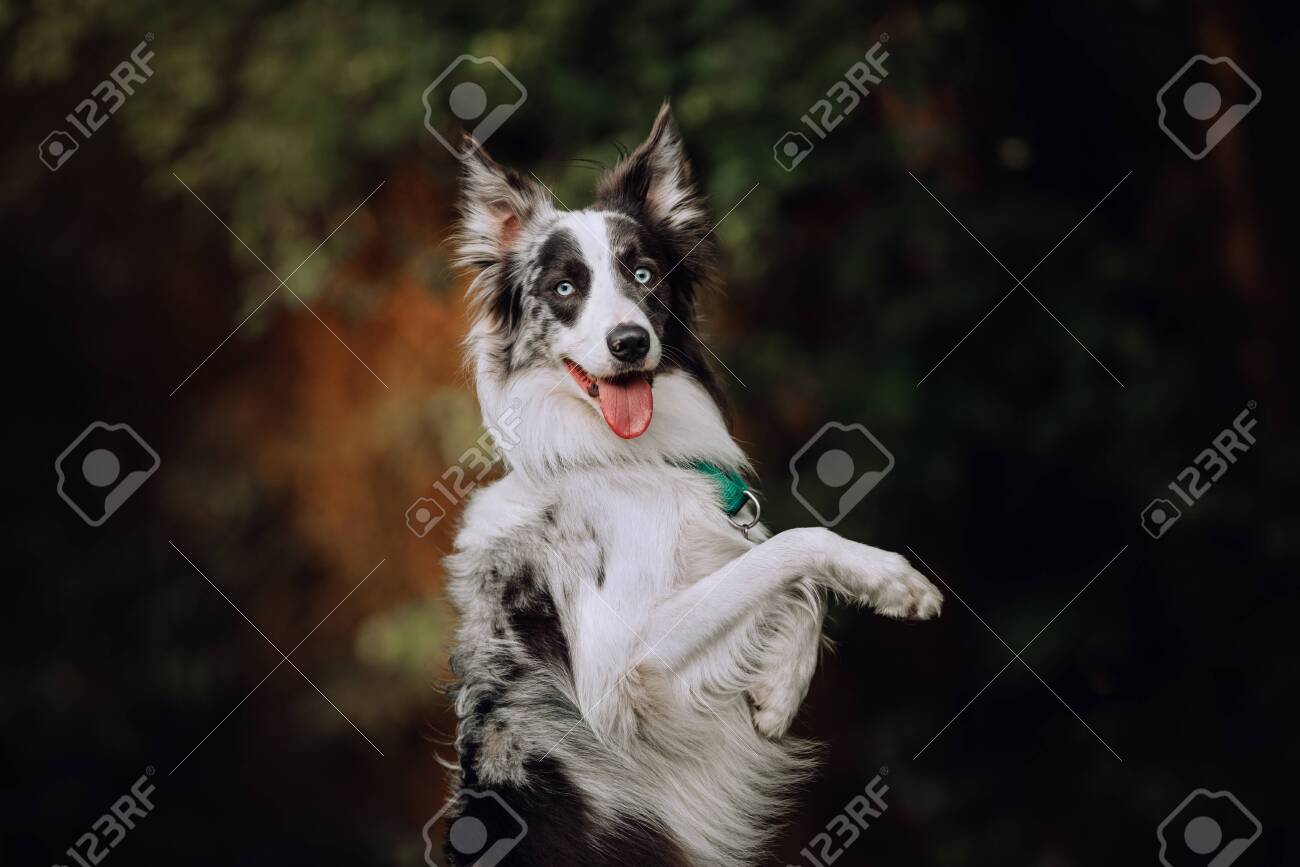 blue merle border aussie