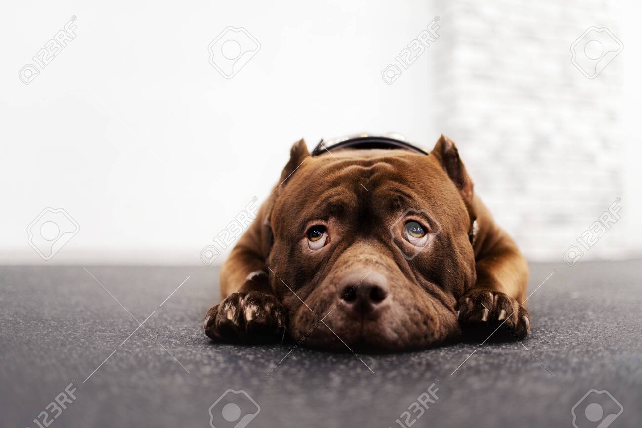 Adorable Brown American Bully Dog Lying Down Indoors Stock Photo, Picture  and Royalty Free Image. Image 134285890., image size:1300x867