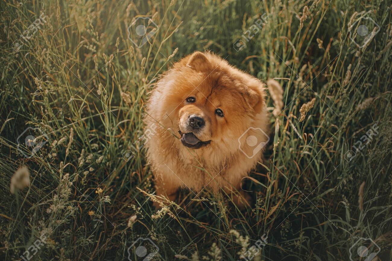 happy chow chow
