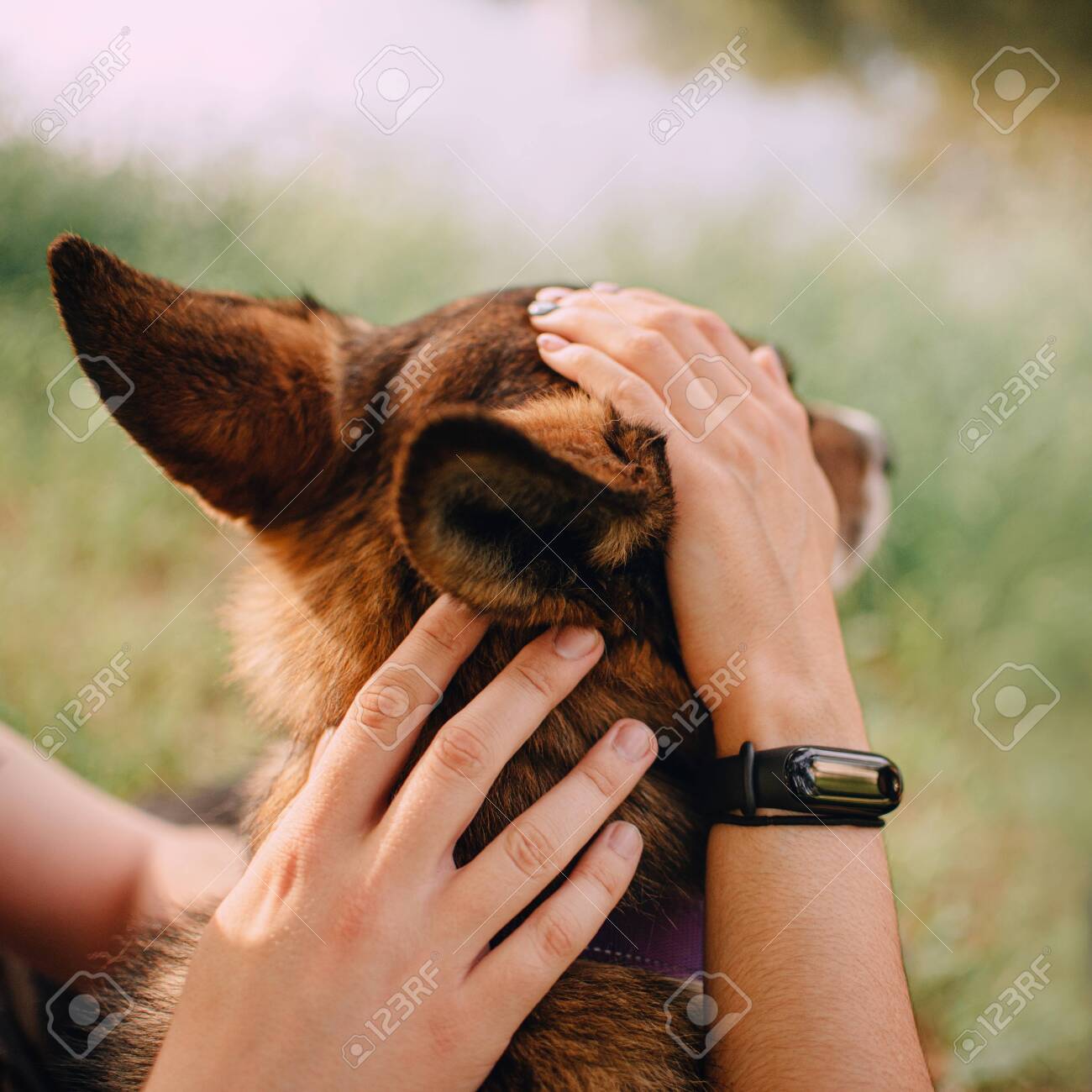Owner Hands Petting Dog Head Concept Of Loving A Dog Stock Photo Picture And Royalty Free Image Image 139824567
