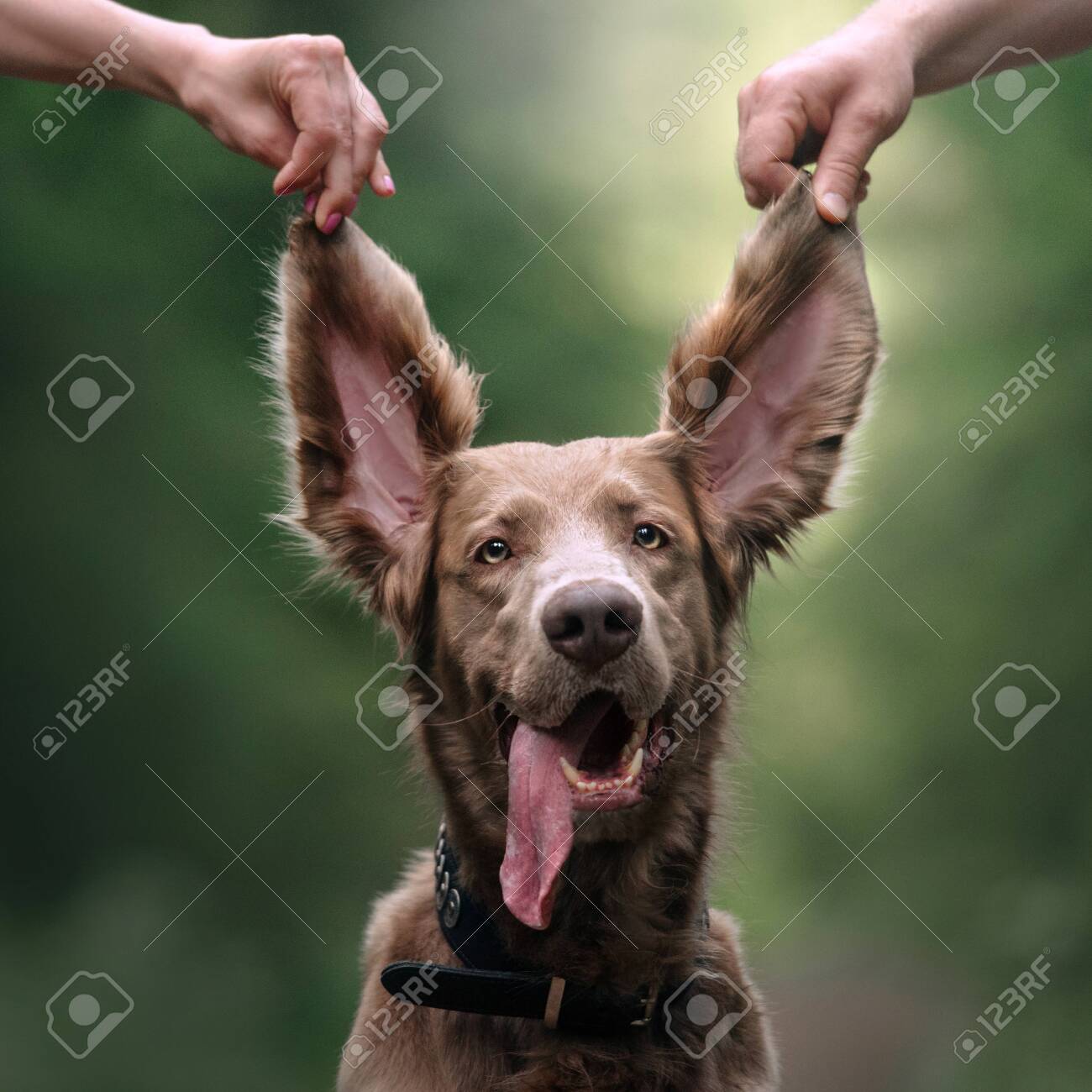 long coated weimaraner