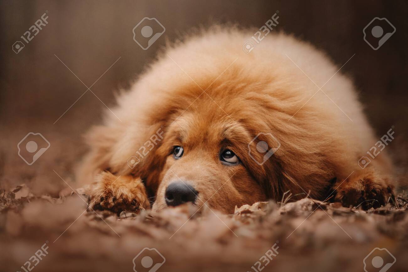 Young Tibetan Mastiff Dog Lying In The Autumn Forest Stock Photo Picture And Royalty Free Image Image 139916202