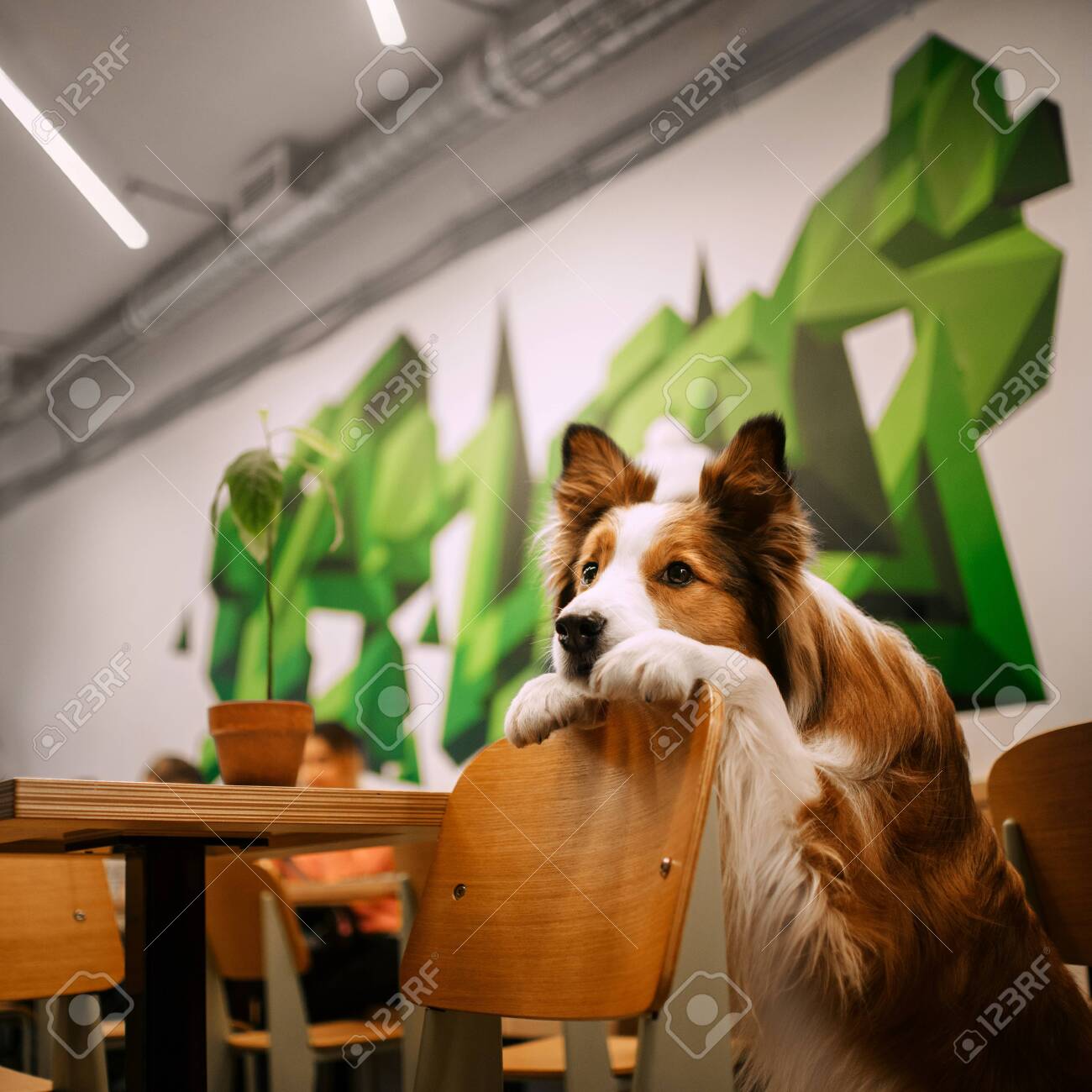 Red And White Border Collie Dog Posing Indoors Stock Photo