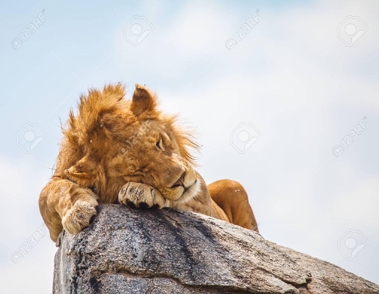 https://previews.123rf.com/images/ksumano/ksumano1506/ksumano150600006/41786931-lion-endormi-sur-un-rocher-%C3%A0-l-%C3%A9tat-sauvage-pour-%C3%A9chapper-%C3%A0-insectes.jpg