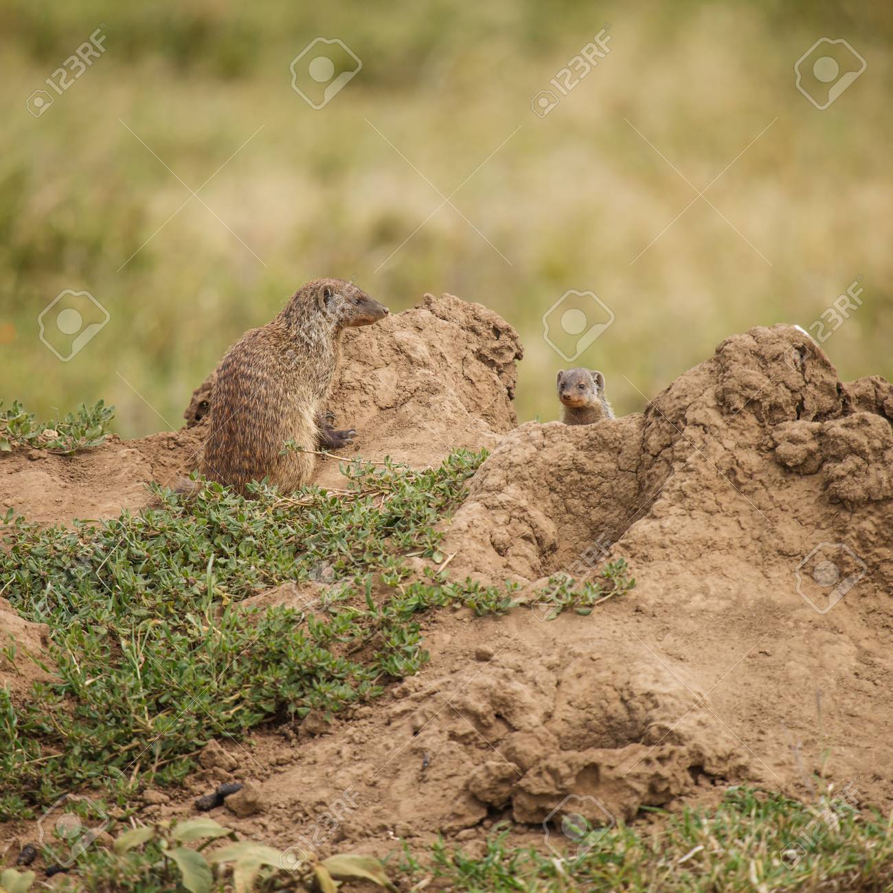 マングースと野生動物の赤ちゃん の写真素材 画像素材 Image