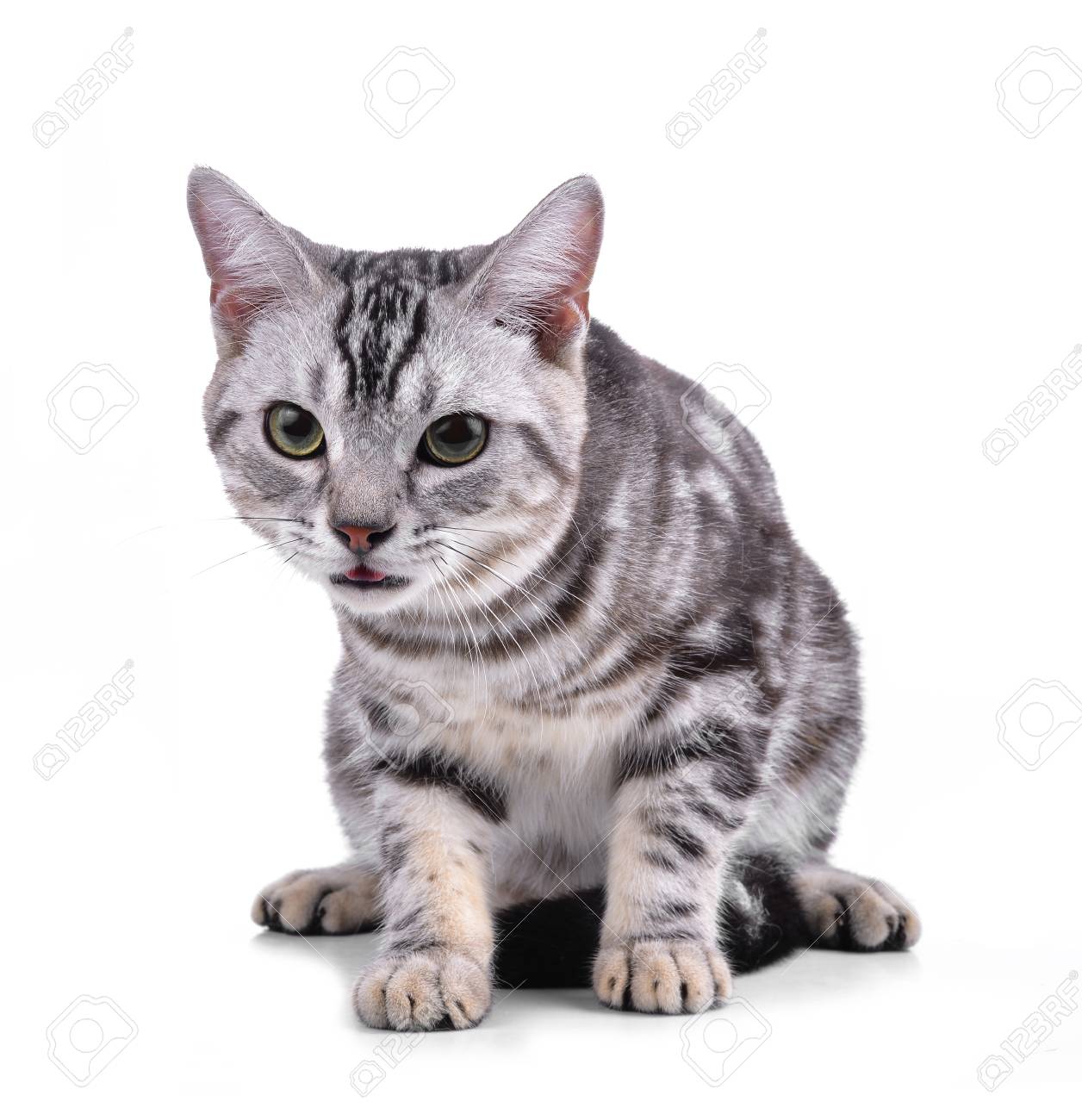 American Shorthair Cat On White Stock Photo Picture And Royalty