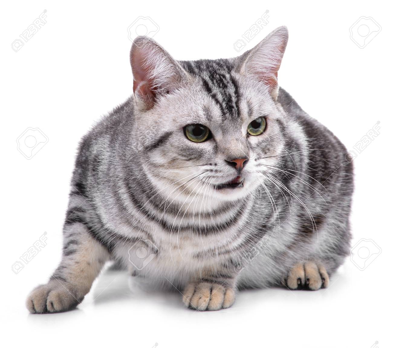 American Shorthair Cat On White Stock Photo Picture And Royalty
