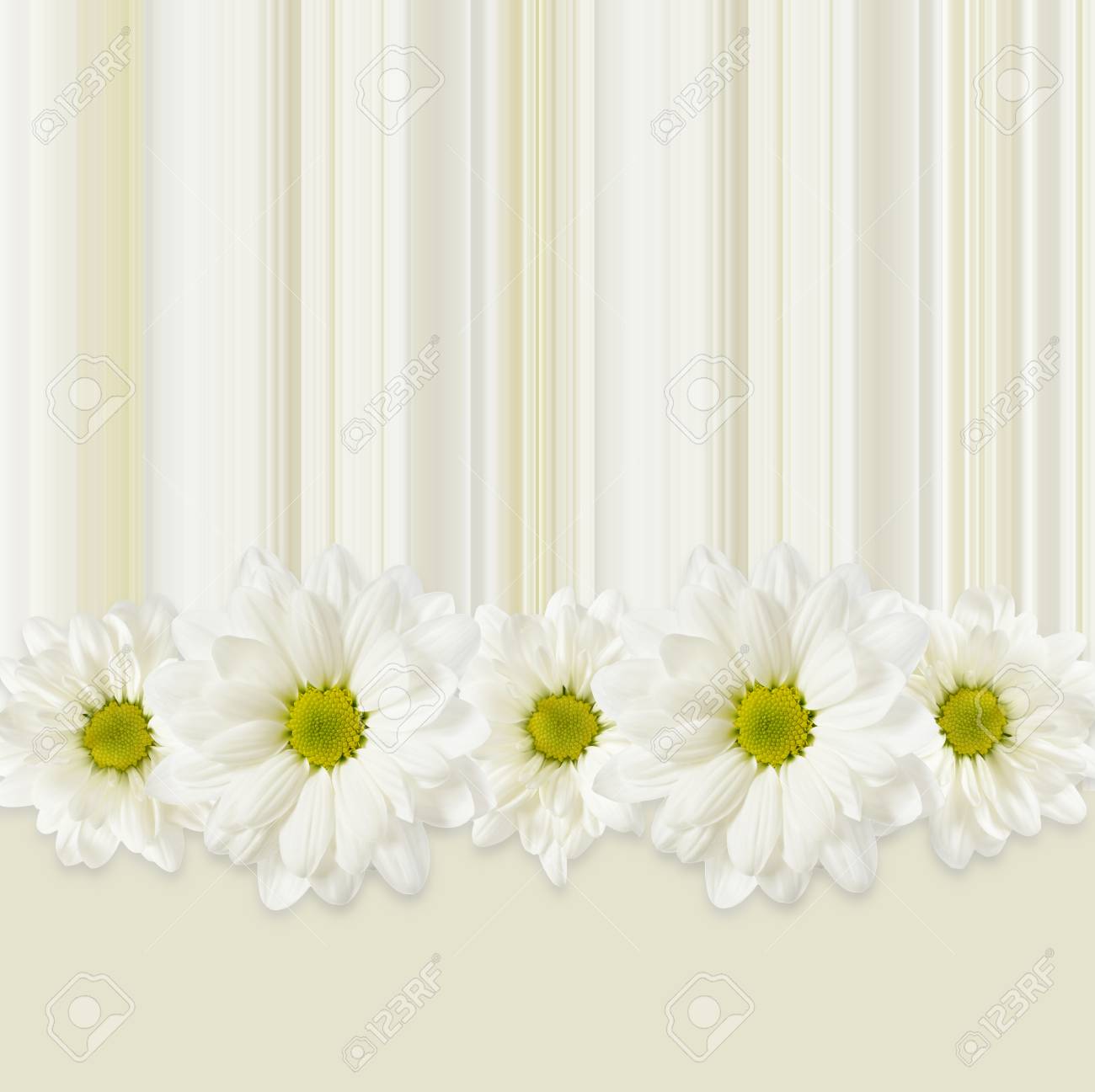 灰色の背景にデイジーの花ライン の写真素材 画像素材 Image