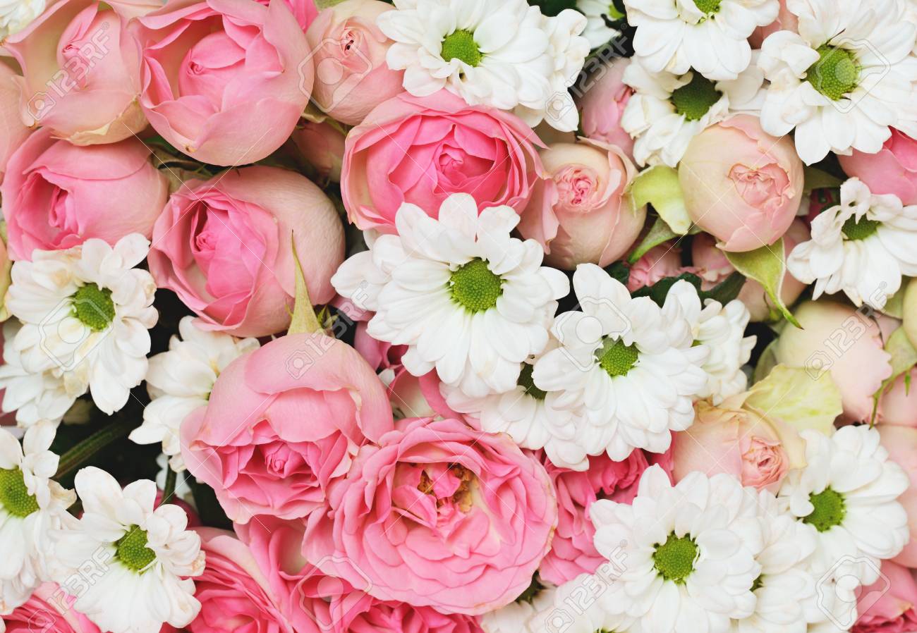 closeup of pink roses