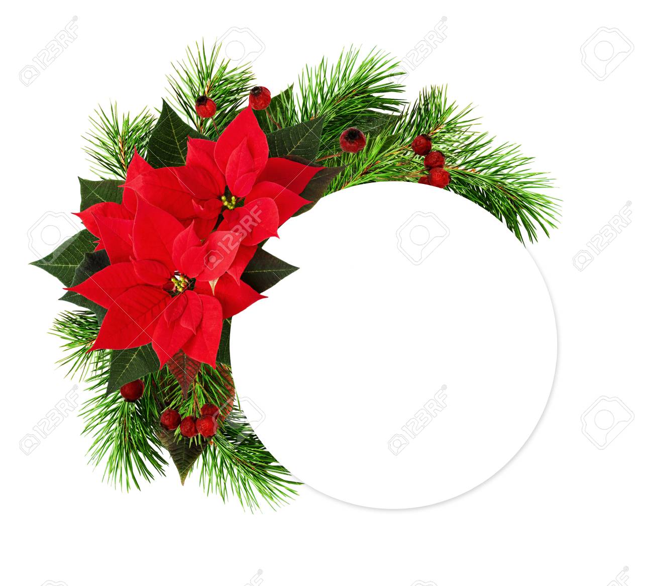 赤いポインセチアのクリスマス アレンジは松の小枝とテキストは 白い背景で隔離の戦位で果実を乾燥します フラットが横たわっていた 平面図です の写真素材 画像素材 Image