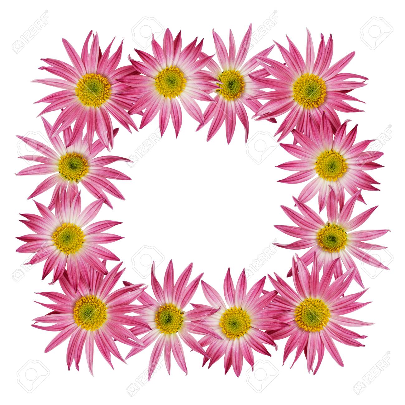 pink aster flowers in