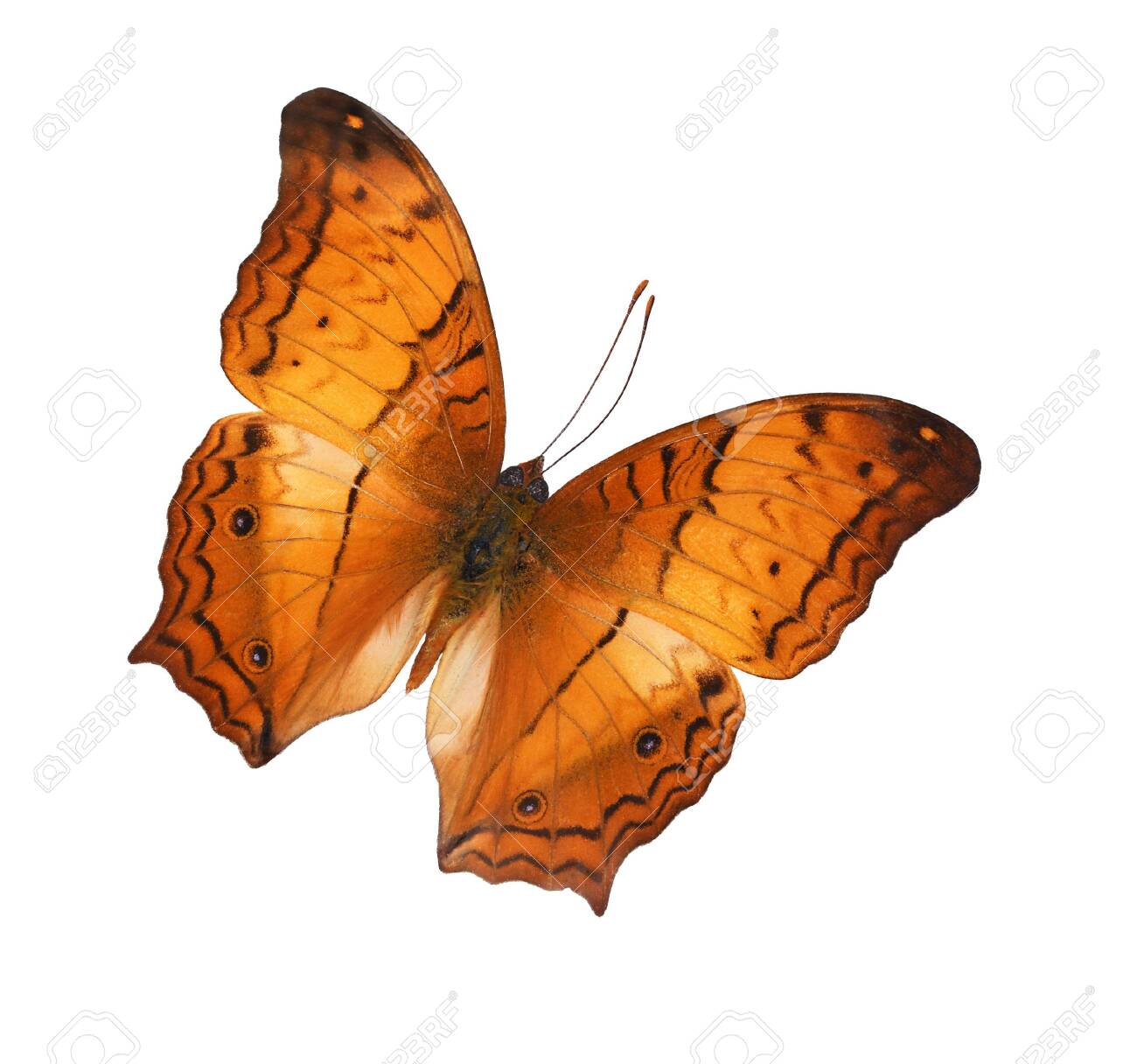 白に隔離されたクリザー(ヴァグラン・エロタ)蝶の写真素材・画像素材 Image 140091071