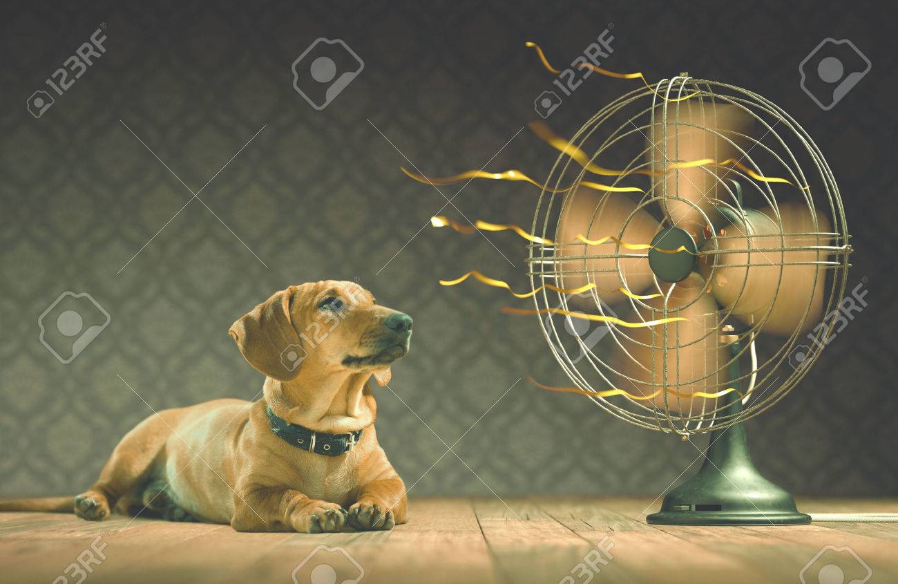 dog cooling fan