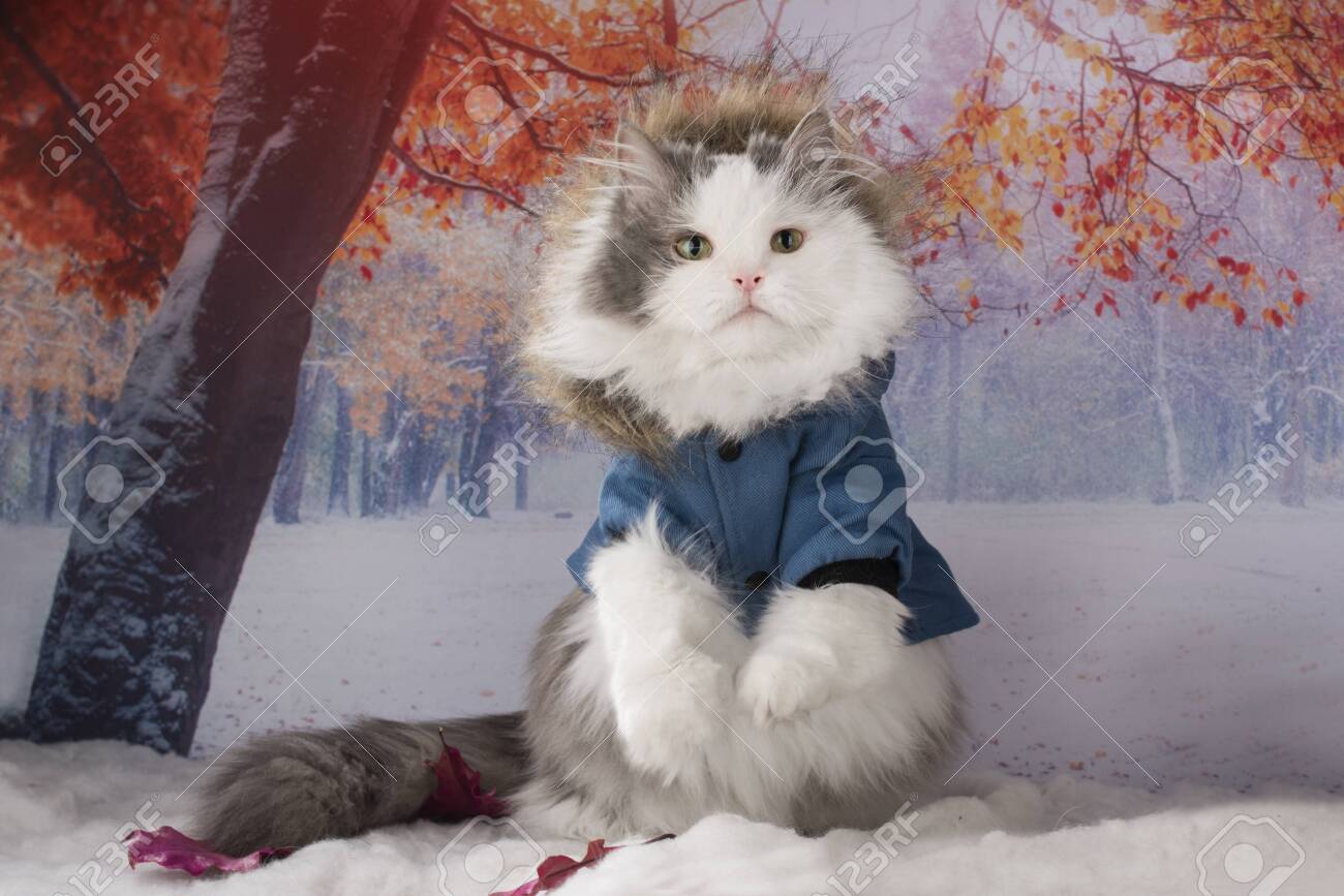 cat in jacket