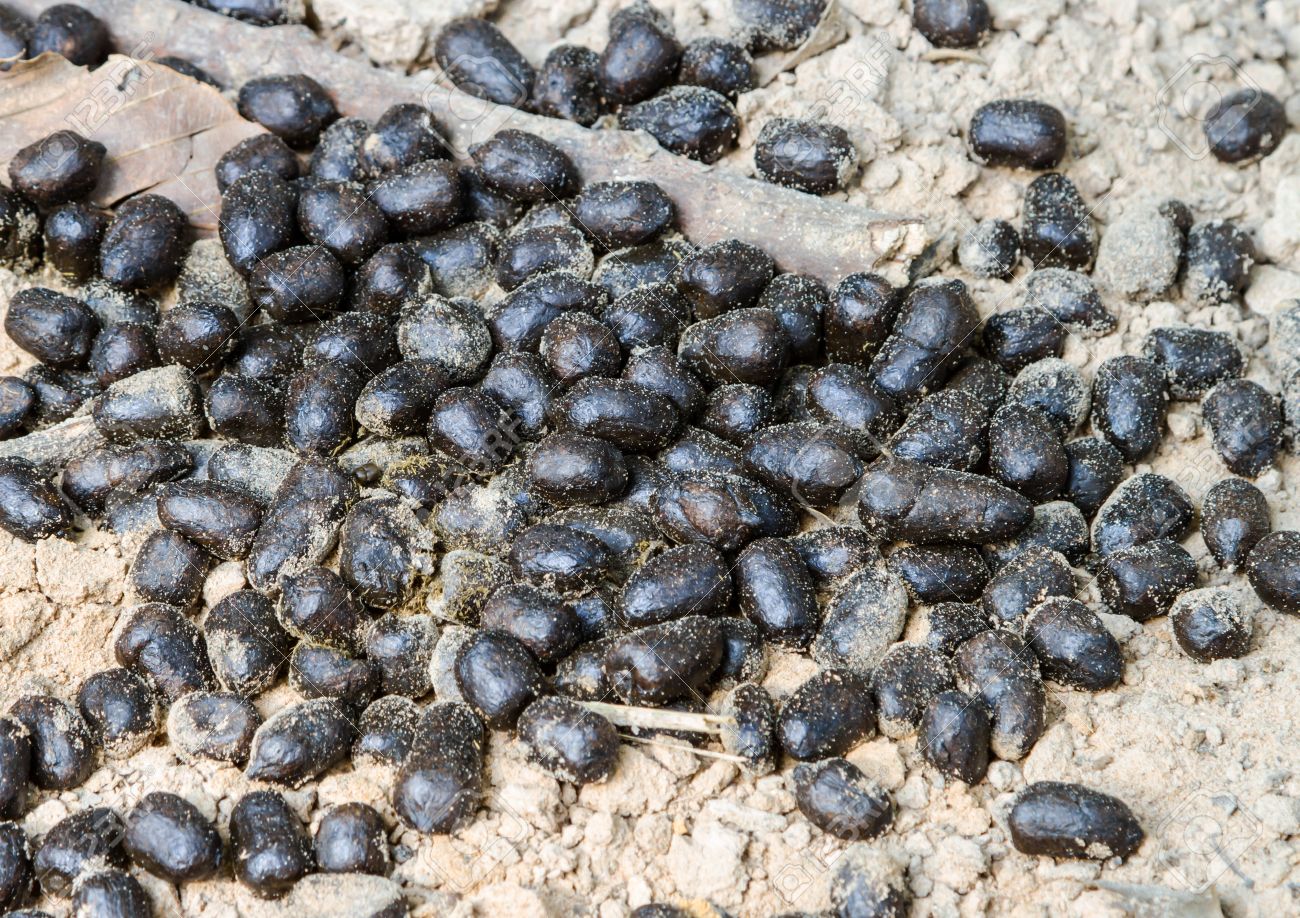 In The Forest Deer Living We Can See Deer Droppings In That Stock Photo Picture And Royalty Free Image Image 51102388