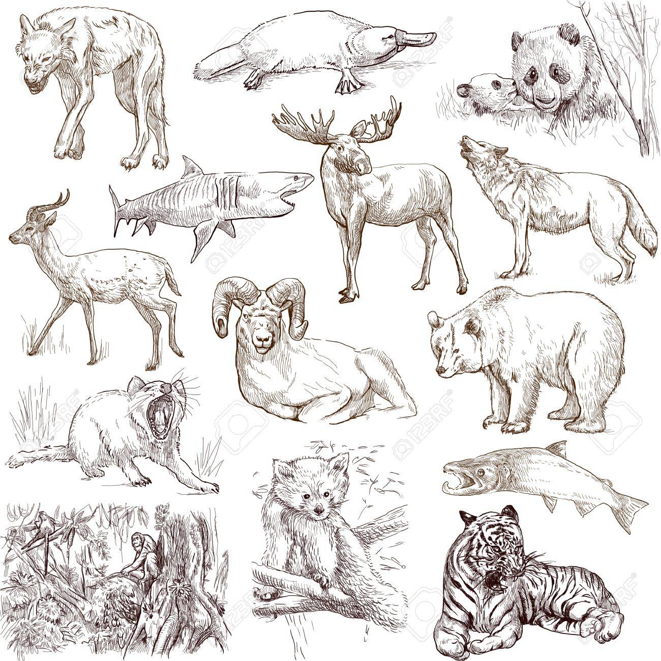 大好き ANIMAL イラスト集（動物、犬、ペット、かわいい、イラスト、集 洋書