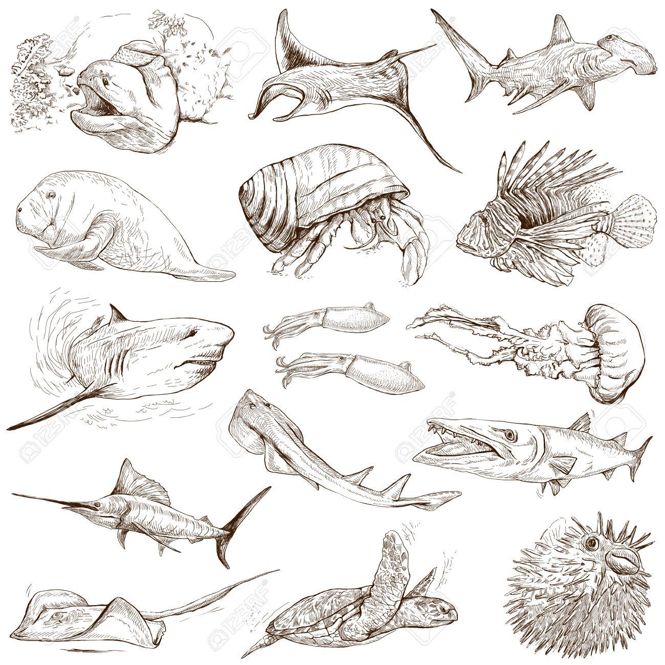 シリーズ 水中や海洋生物 セット No 2 手描きイラスト集 説明 コントロール フルサイズの手描きイラスト白い背景上に描画します の写真素材 画像素材 Image