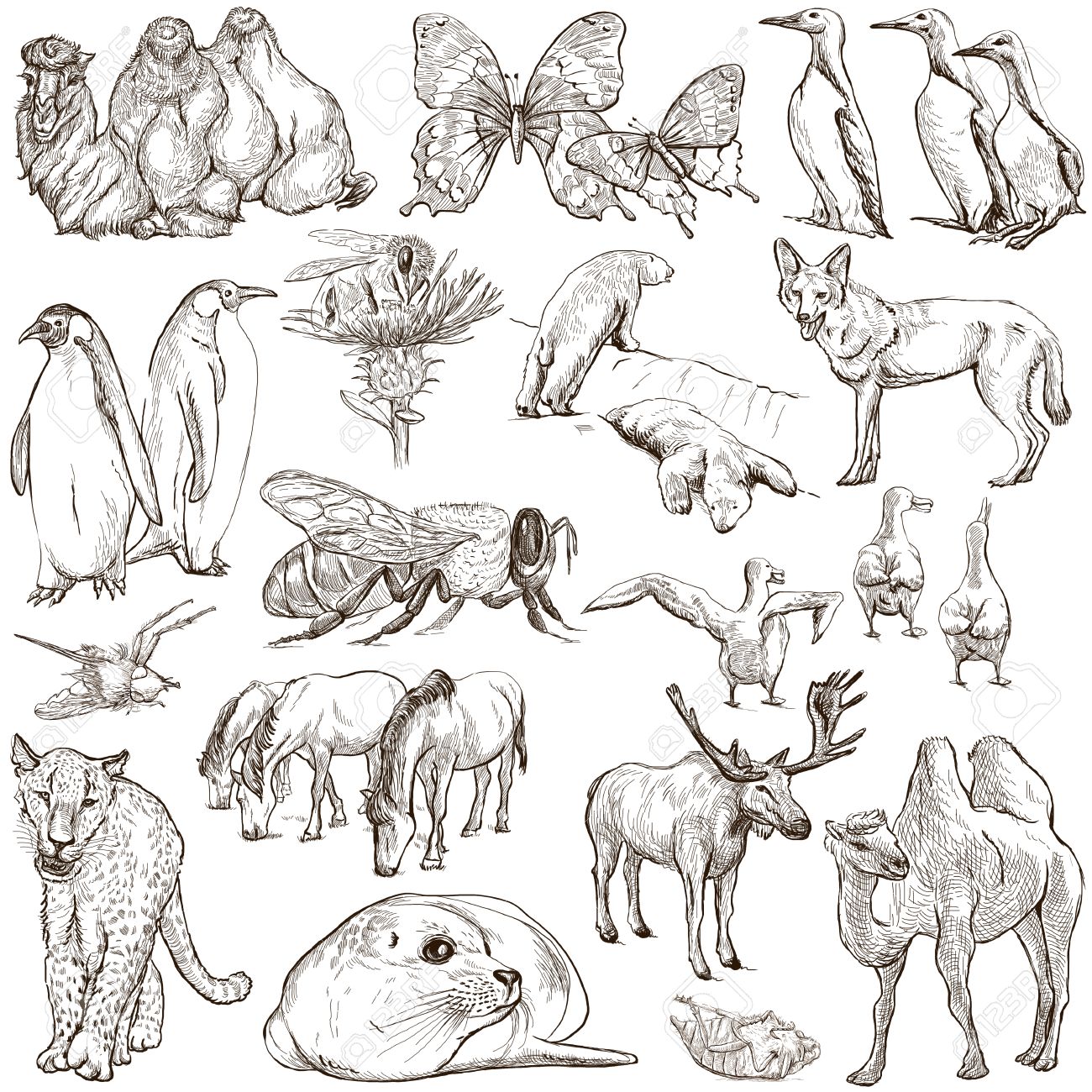 世界の動物パックなし 手描きイラスト集 12 フルサイズの手描き下ろしイラスト スケッチ白で隔離され 白い背景にフリーハンドでの描画 の写真素材 画像素材 Image 世界の動物パックなし 手描きイラスト集 12 フルサイズの手描き下ろしイラスト スケッチ白で隔離され 白い背景にフリーハンドでの描画 の写真素材 画像素材 Image