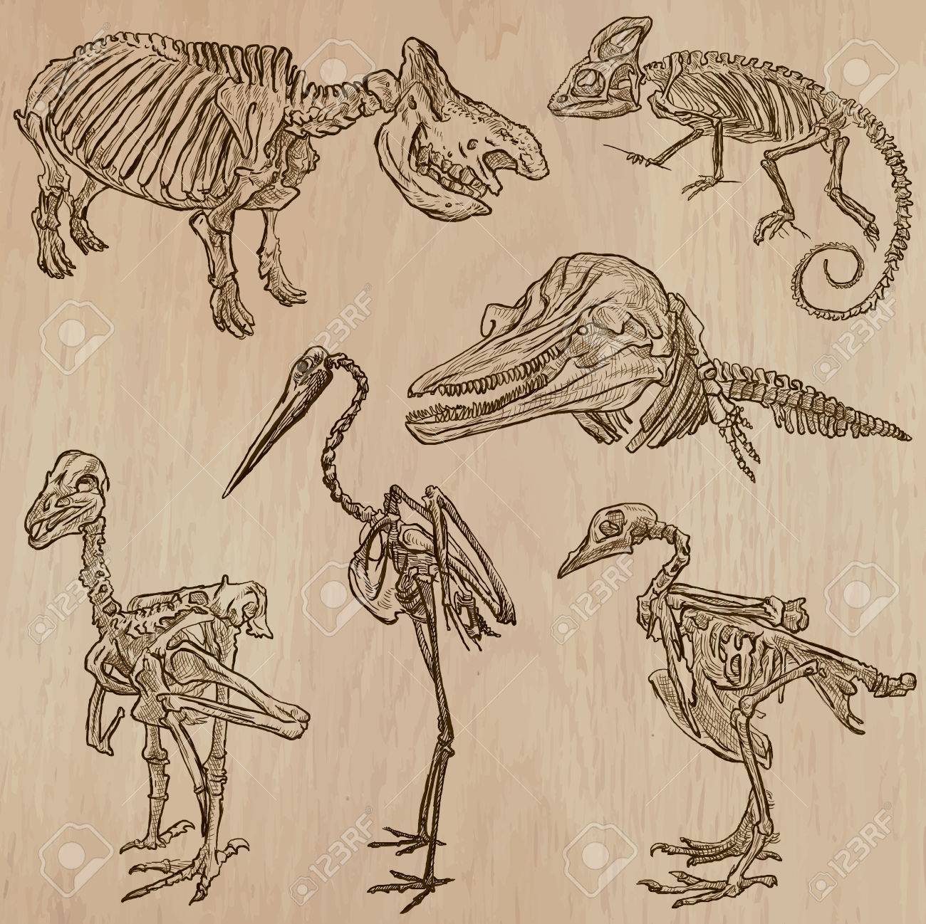 骨 骨格やいくつかの動物の頭蓋骨 ベクターにある 手描きのイラスト集です フリーハンド スケッチ 各図面の線のいくつかの層で構成します 背景は分離されます グループで編集 のイラスト素材 ベクタ Image