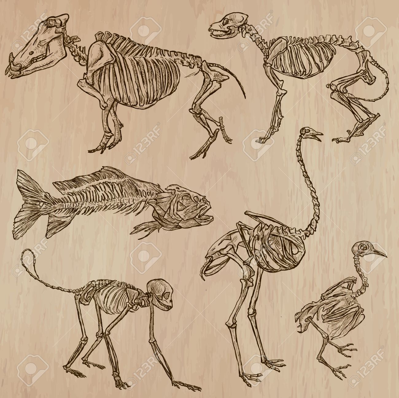 骨 骨格やいくつかの動物の頭蓋骨 ベクターにある 手描きのイラスト集です フリーハンド スケッチ 各図面の線のいくつかの層で構成します 背景は分離されます グループで編集 のイラスト素材 ベクタ Image