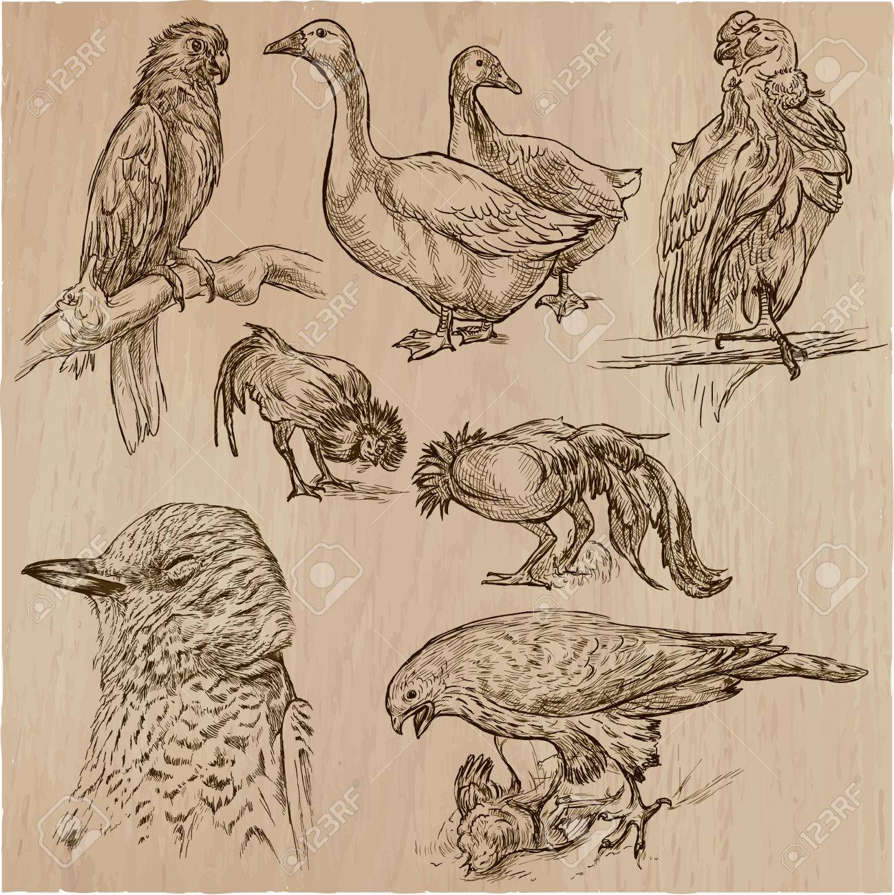 世界中の鳥 ベクターにある 手描きのイラスト集です フリーハンドのスケッチ ライン アート 行のいくつかの層の各図面で構成され 色付きの背景は 分離されます 簡単編集 のイラスト素材 ベクタ Image