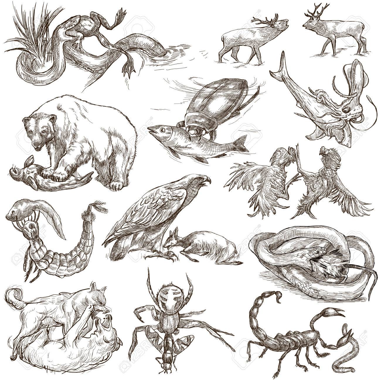 Animals In Action Around The World - Predators. An Hand Drawn Full Sized  Illustrations. Collection, Set. Drawing On White, Isolated, Line Art. Stock  Photo, Picture and Royalty Free Image. Image 75434013.