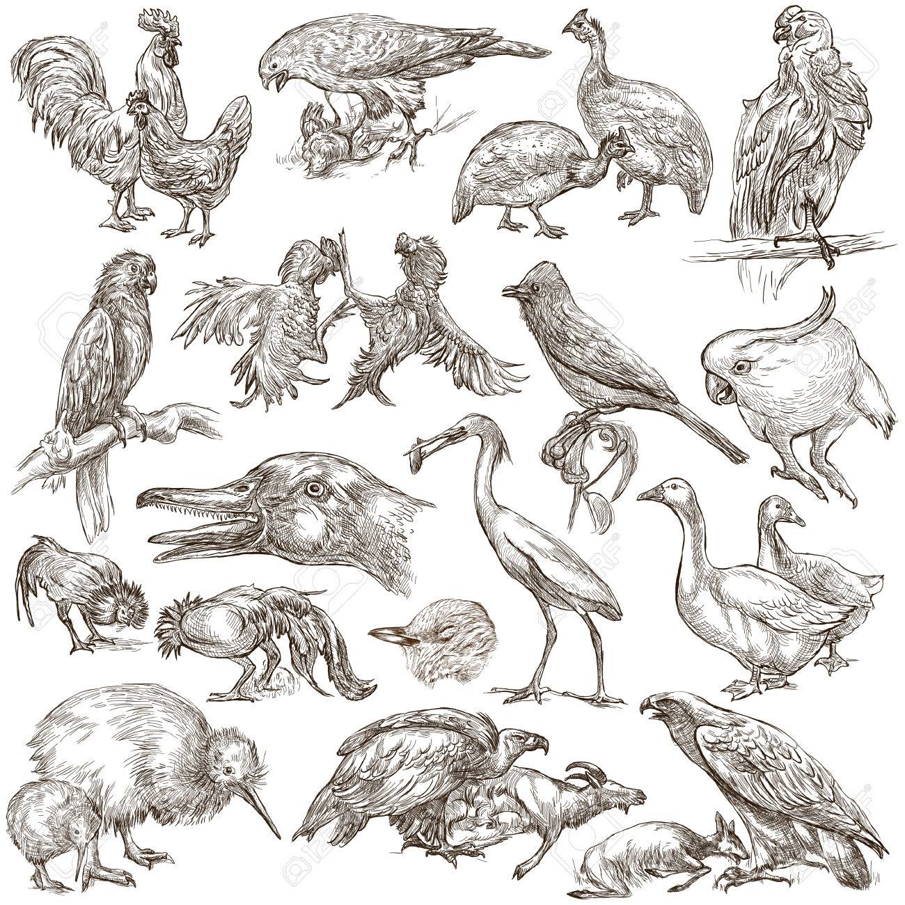 Animals birds around the world collection of an hand drawn illustrations freehand