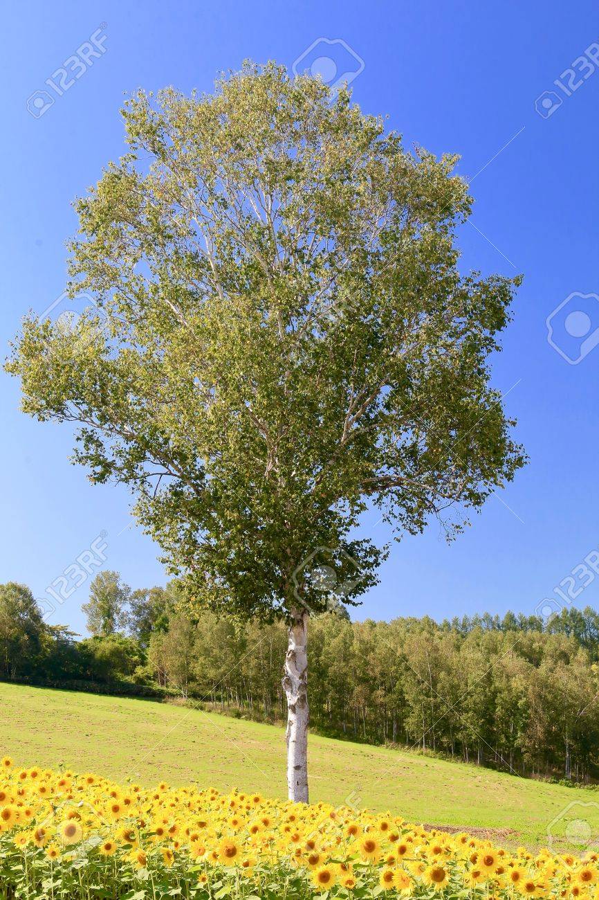 美瑛の白樺の丘の一つ の写真素材 画像素材 Image