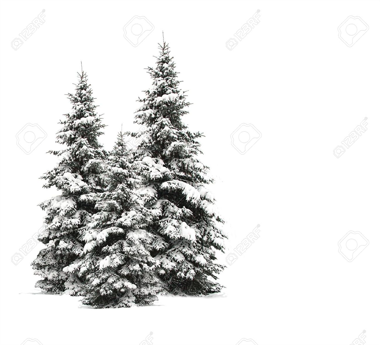 pine trees isolated on white stock photo picture and royalty free
