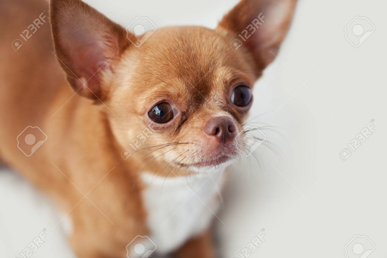 small brown chihuahua stock