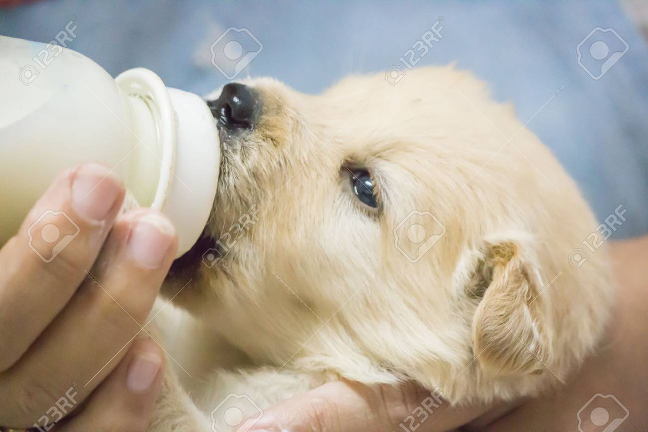 dog feeding bottle