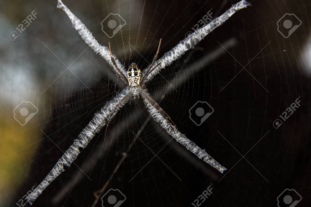 X の形をした奇妙な蜘蛛の巣 の写真素材 画像素材 Image