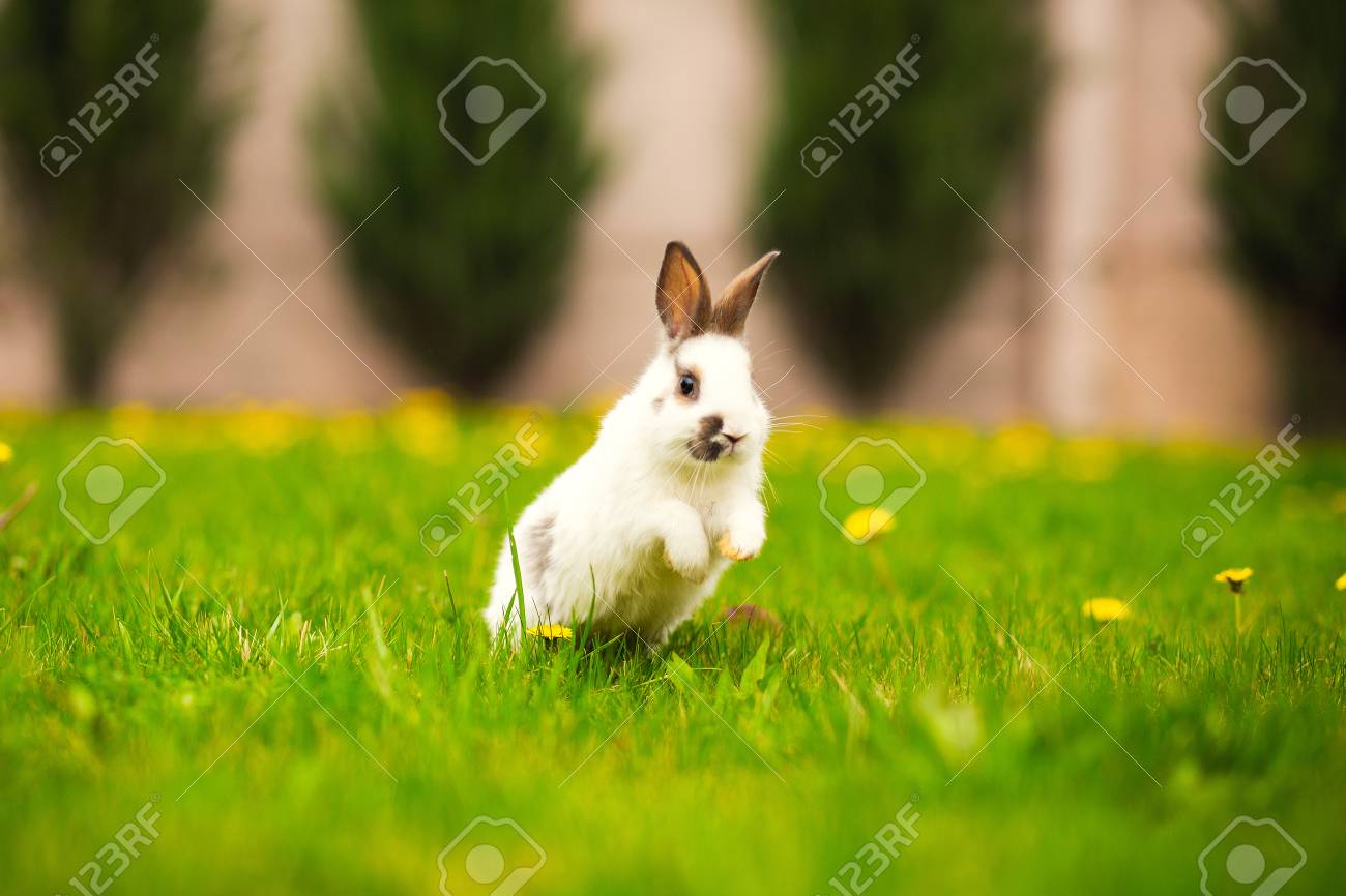 イースターのウサギ緑の草の上をジャンプ の写真素材 画像素材 Image イースターのウサギ緑の草の上をジャンプ の写真素材 画像素材 Image