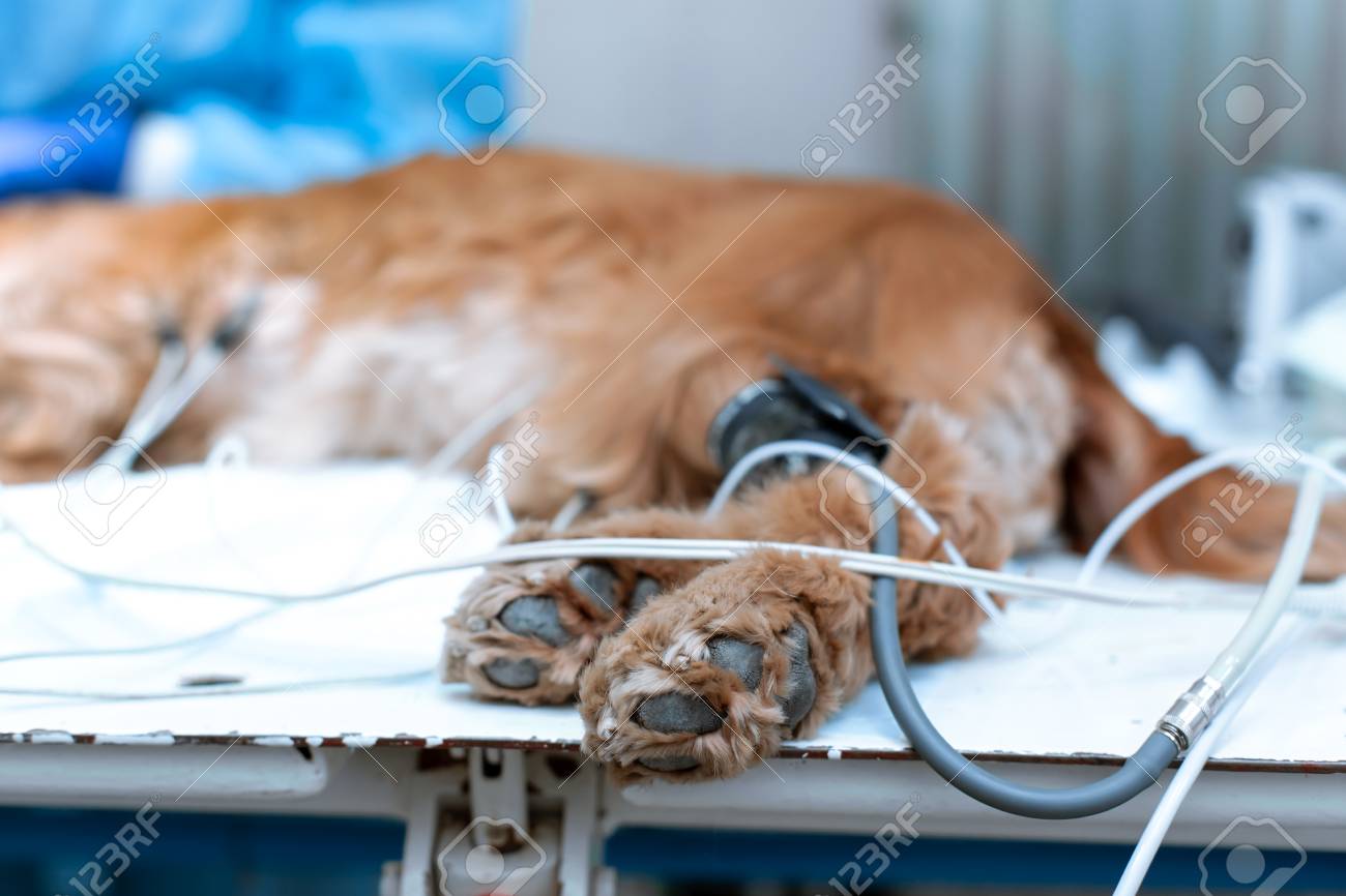 the dog is anesthetized on the operating table in a veterinary clinic. - 124870389 the dog is anesthetized on the operating table in a veterinary clinic. - 124870389