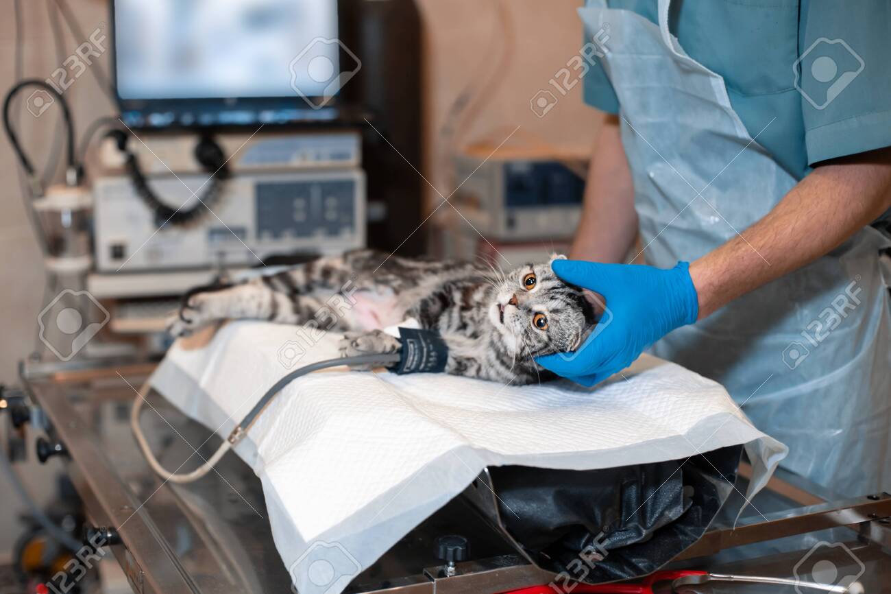 anesthesiologist prepares a cat for surgery. Pet surgery. - 125794132 anesthesiologist prepares a cat for surgery. Pet surgery. - 125794132