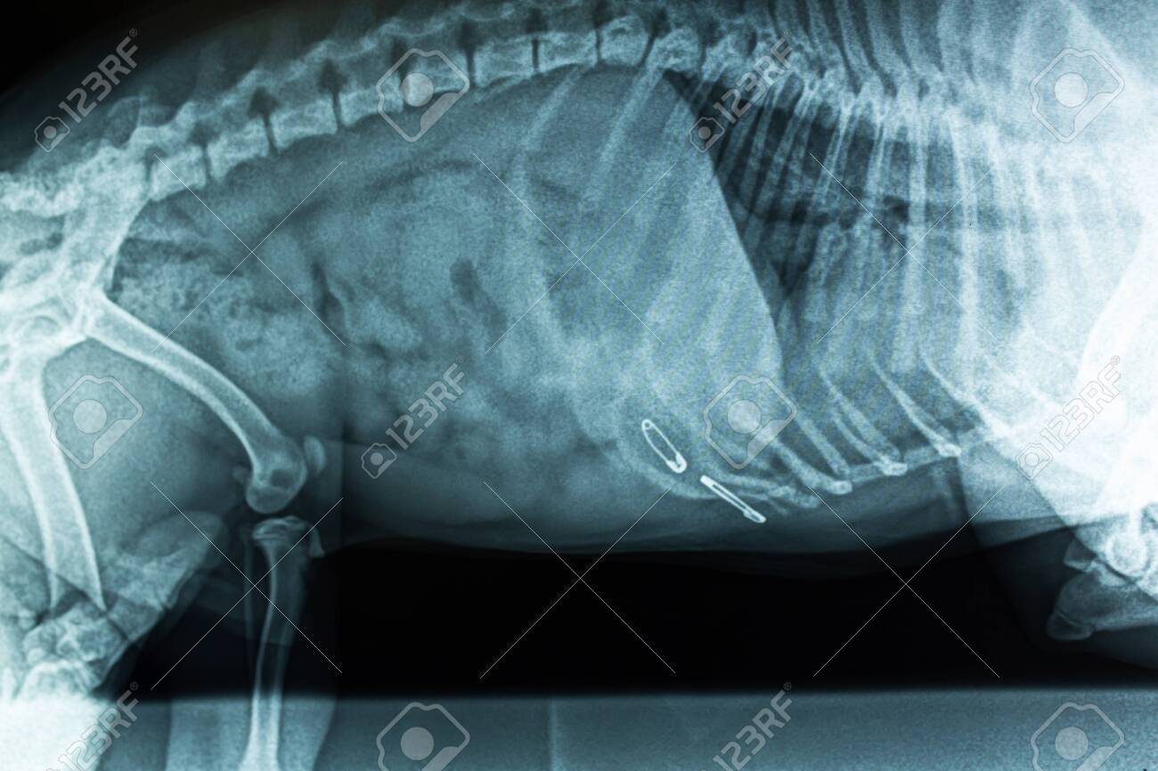 X Ray Image Of The Abdominal Cavity Pins In The Stomach Of The Dog Foreign Body In The Picture Of The Animal Dog Do X Rays On The Veterinary X Ray Machine Stock Photo Picture