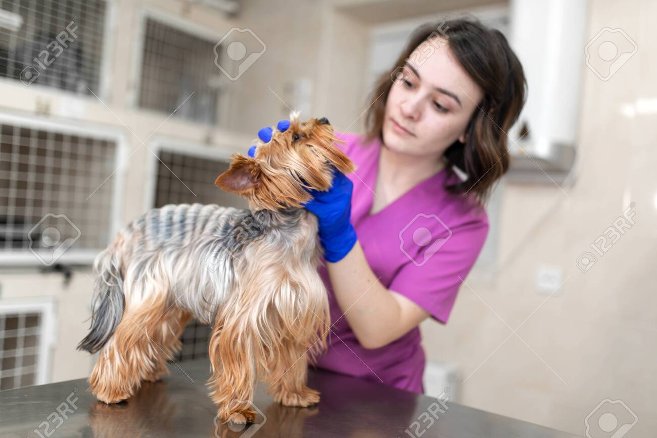 small dog veterinarian