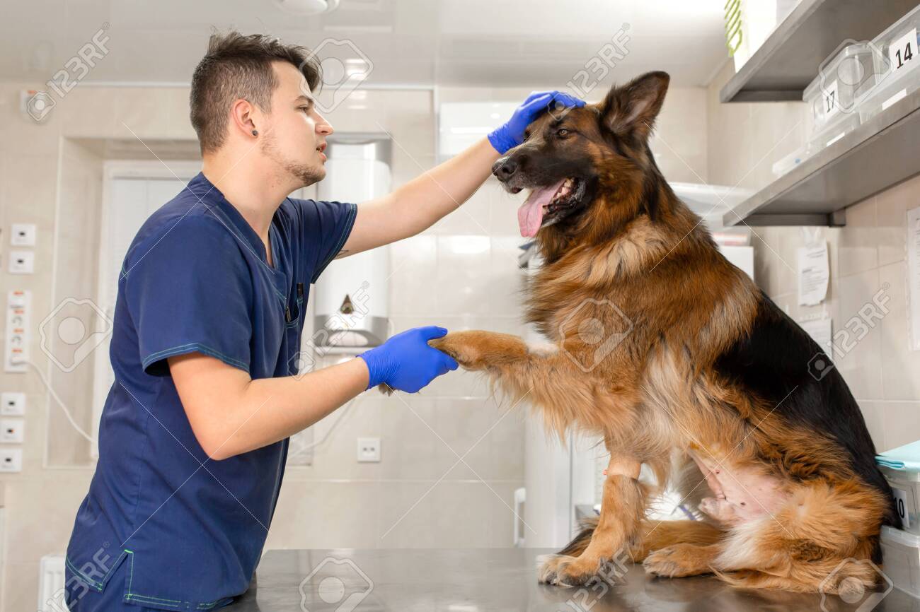 german shepherd doctor