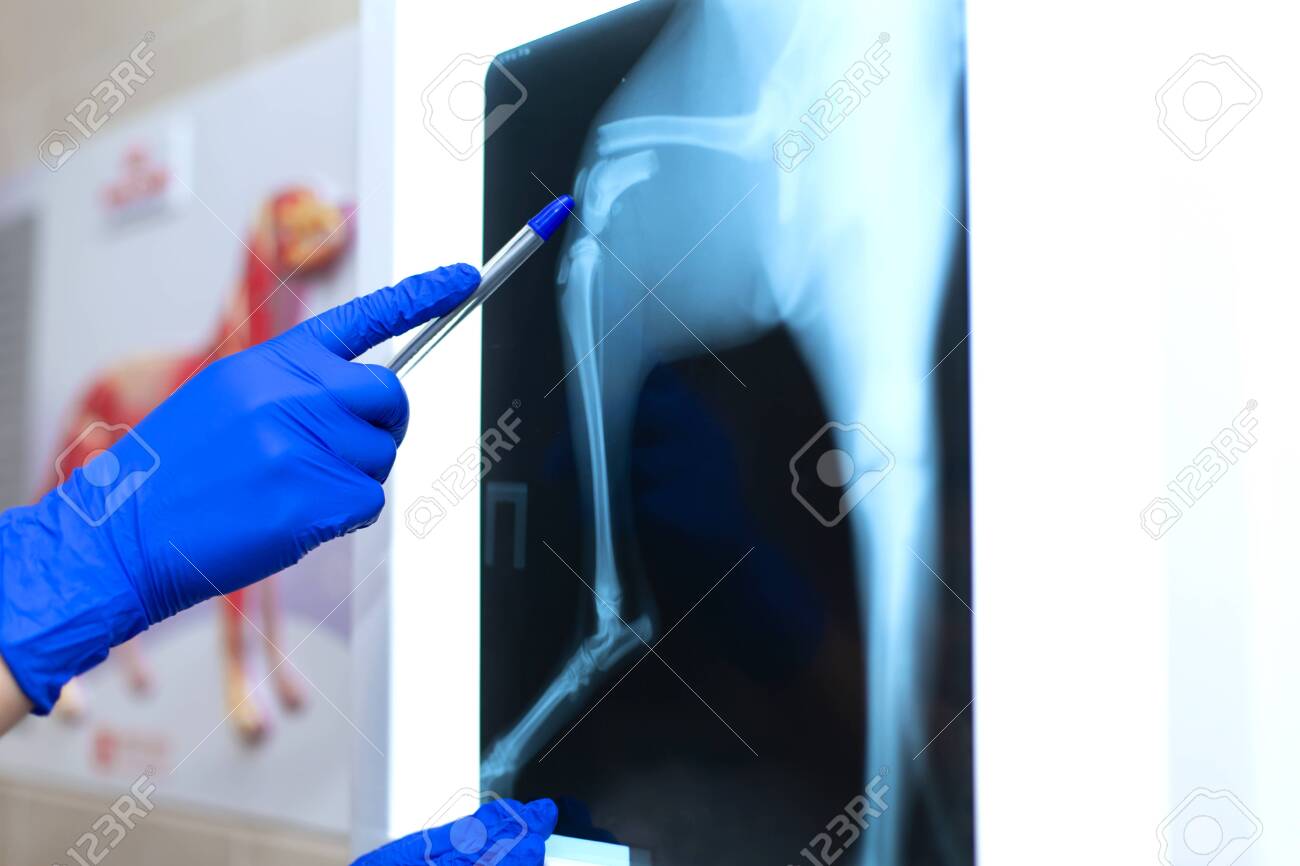 vet doctor watching x-ray image of dog which jumped from sofa and broke leg. - 128681262 vet doctor watching x-ray image of dog which jumped from sofa and broke leg. - 128681262
